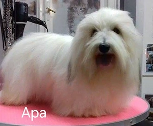 Minőségi  gyönyörű Coton de tulear kislány  - kép 4
