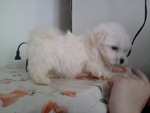 Fehér mini Bichon Havanese - kép 3