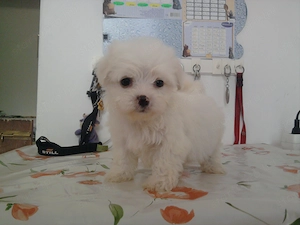Fehér mini Bichon Havanese
