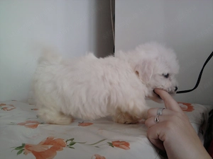 Fehér mini Bichon Havanese - kép 2