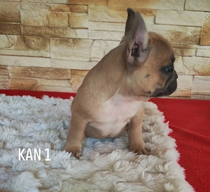 Francia bulldog kutyusok  - kép 5