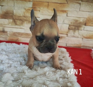 Francia bulldog kutyusok  - kép 6