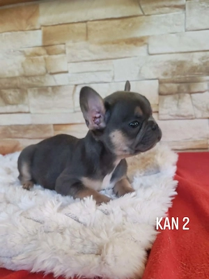 Francia bulldog kutyusok  - kép 4