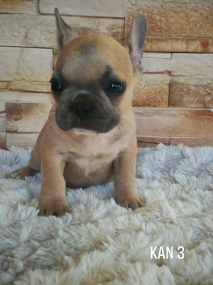 Francia bulldog kutyusok  - kép 3