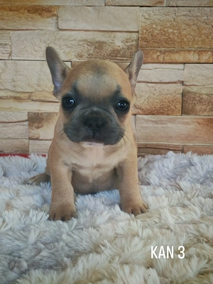 Francia bulldog kutyusok  - kép 2