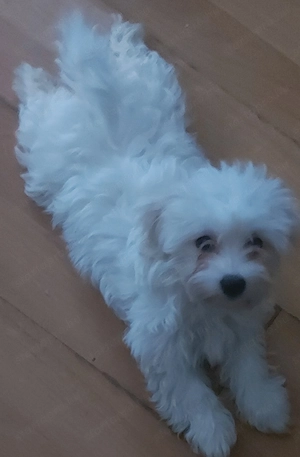 13 hetes Bichon Havanese kislány 