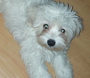 13 hetes Bichon Havanese kislány  - kép 2