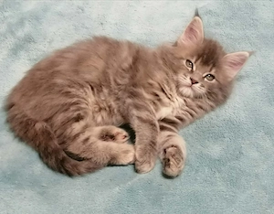 Maine coon kislány cica - kép 3