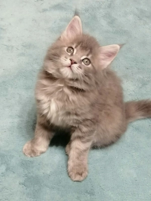 Maine coon kislány cica - kép 2