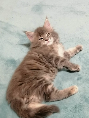 Maine coon kislány cica - kép 4