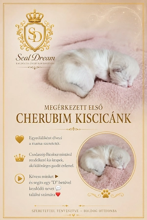 Cherubim Ragdoll (színes Ragdoll)