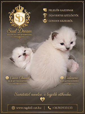 Megérkezett a "C" alom, Törzskönyves, minőségi Ragdoll (rongybaba) 