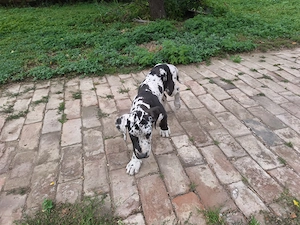 Német dog kiskutya
