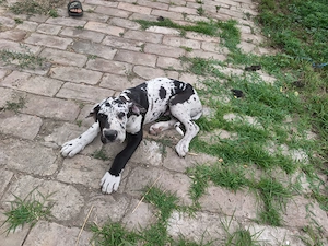 Német dog kiskutya - kép 3