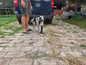 Német dog kiskutya - kép 2