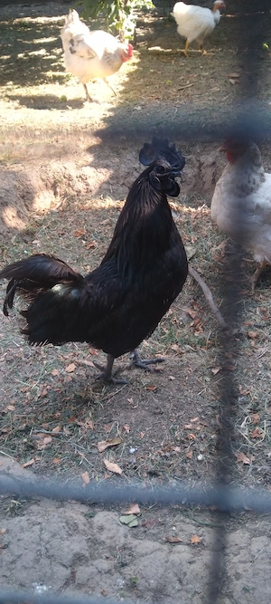 Ayam Cenami ivarérett kakas eladó - kép 2