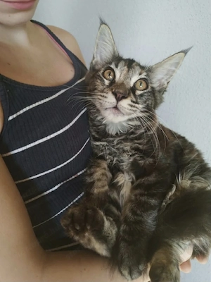 Maine coon kiscicák eladók! 