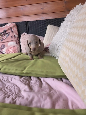 Izabella kaninchen,-mini 3-hós szuka, gyönyörű tacskó baba eladó, oltásokkal, chipelve .