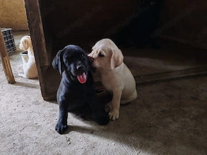 Labrador 8 hetes kölykök elvihetők - kép 4