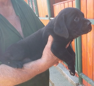 Labrador 8 hetes kölykök elvihetők - kép 2