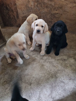 Labrador 8 hetes kölykök elvihetők - kép 3