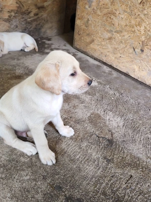 Labrador 8 hetes kölykök elvihetők - kép 5