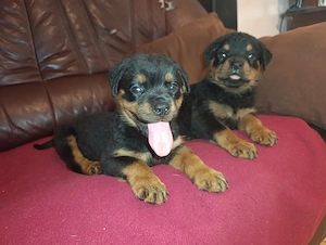Rottweiler szuka kiskutyák - kép 4