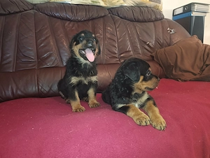 Rottweiler szuka kiskutyák - kép 3