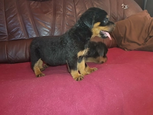 Rottweiler szuka kiskutyák