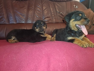Rottweiler szuka kiskutyák - kép 2