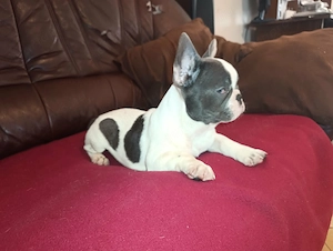 Kék foltos francia bulldog kiskutya - kép 4