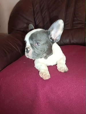 Kék foltos francia bulldog kiskutya - kép 3
