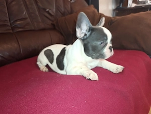 Kék foltos francia bulldog kiskutya