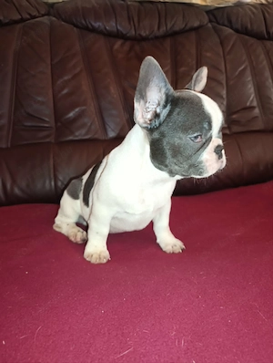 Kék foltos francia bulldog kiskutya - kép 2