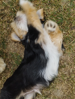 Bichon havanese kisfiú - kép 4