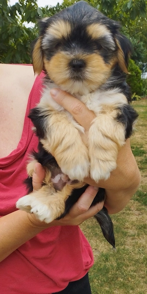 Bichon havanese kisfiú - kép 3