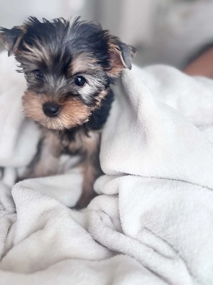 Yorkshire terrier kan 