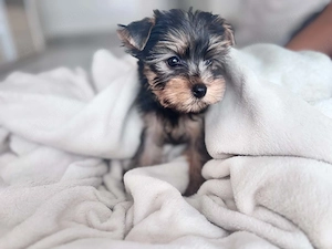 Yorkshire terrier kan  - kép 2