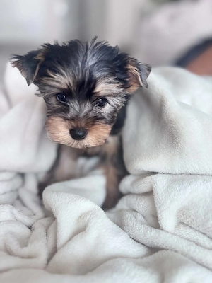 Yorkshire terrier kan  - kép 3