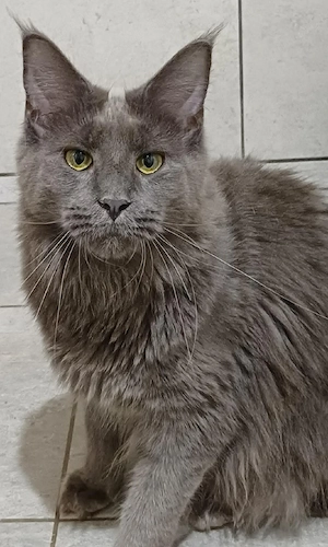 maine coon cicák - kép 2
