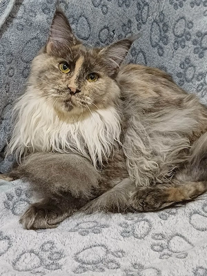maine coon cicák - kép 7