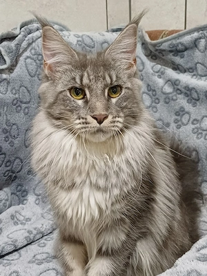 maine coon cicák - kép 6