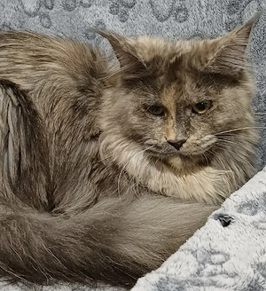 maine coon cicák - kép 4