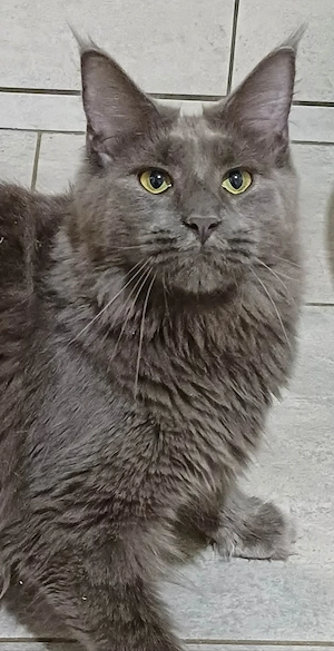 maine coon cicák