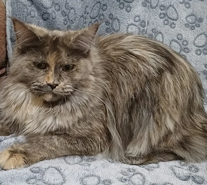maine coon cicák - kép 3