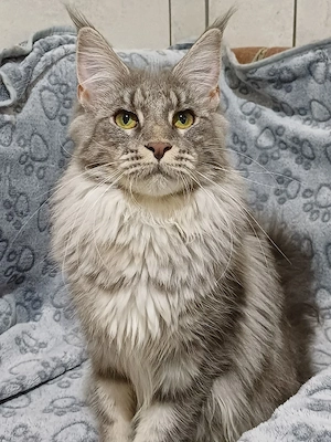 maine coon cicák - kép 5