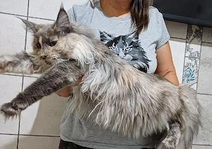 maine coon cicák - kép 8