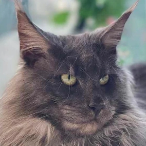 maine coon cicák - kép 9