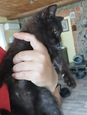 Félperzsa cica  - kép 4