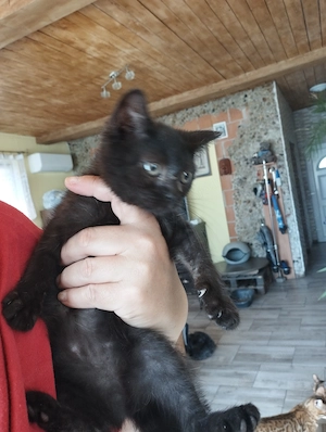 Félperzsa cica  - kép 5